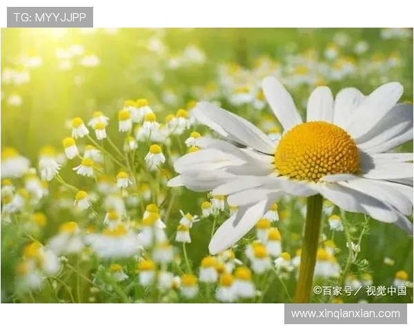 通过开运网站app掌握每日幸运指南,迎接充满希望的生活